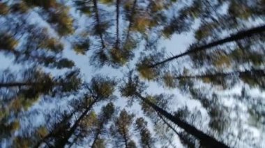 Uzun boylu ağaçlar, döndürme ve rüya yeşil ağaçların mavi gökyüzünde için bakmak