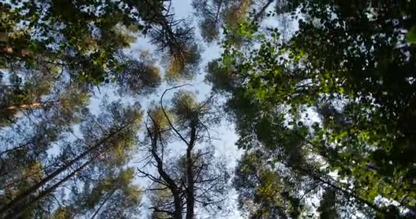 Stammen van hoge dennenbomen, die zich uitstrekt tot in de hemel camera draait — Stockvideo