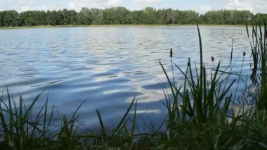 Doğa ile sakin bir yüzey açık göl su ve yeşil bitkiler