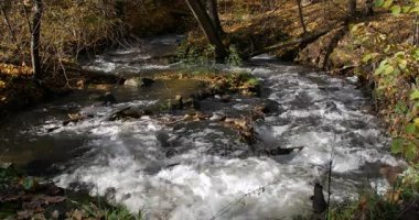 sonbahar ormandaki saf temiz su şelale