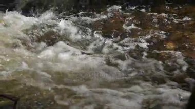 Ormandaki nehir dağ yakın çekim.