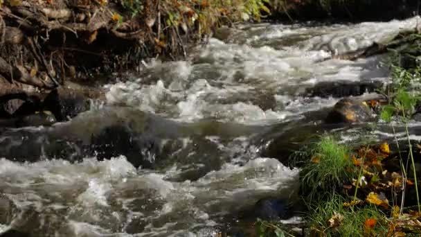 Rent färskt vatten vattenfall i höst skog — Stockvideo