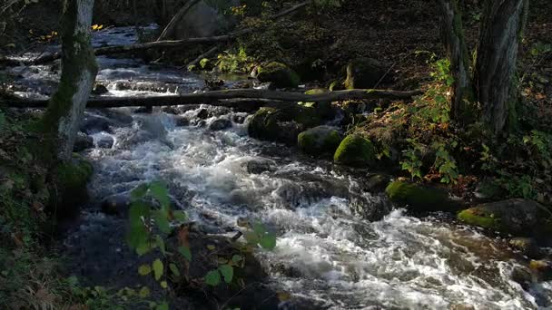 Beau ruisseau profondément dans la forêt à l'automne . — Video