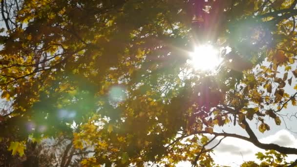 Τον ήλιο να λάμπει μέσα από το φθινόπωρο τα φύλλα σφενδάμου. — Αρχείο Βίντεο