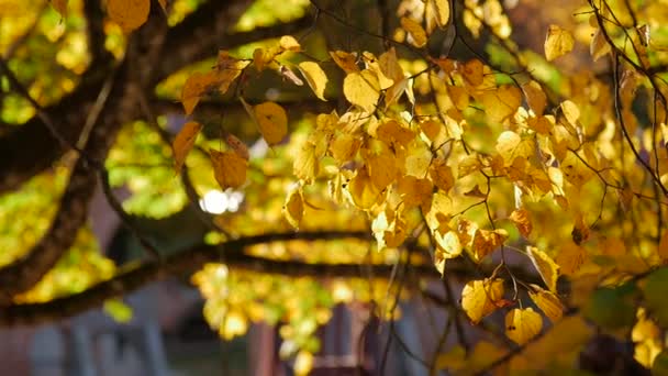 Feuille d'automne jaune oscillant dans le vent . — Video