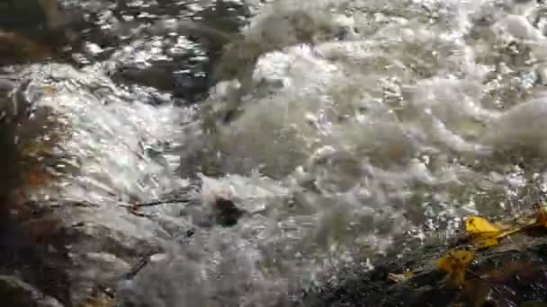 Rivière de montagne dans la forêt Fermer . — Video