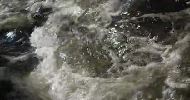 Berg rivier in het forest close-up. — Stockvideo