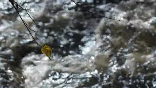 Corriente de agua dulce pura en el bosque caducifolio en otoño . — Vídeos de Stock