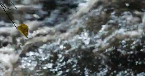 Pure freshwater stream in the deciduous forest in autumn. — Stock Video