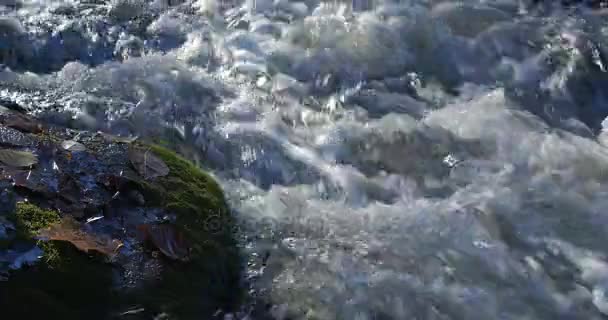 Gros plan sur les cours d'eau d'un ruisseau de montagne avec des feuilles d'automne jaunes et brunes autour .