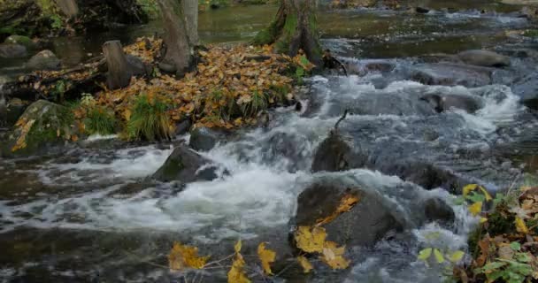 Klart vatten Creek Streaming via hösten skogen med gula blad — Stockvideo