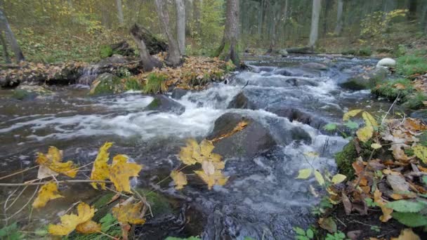 Clear Water Creek Streaming Through Autumn Forest With Yellow Leaves — Stock Video