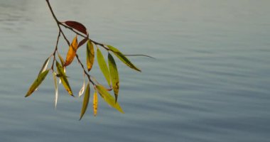 Sakin göl su üzerinde ağaç dalı ile renkli sonbahar yaprakları.