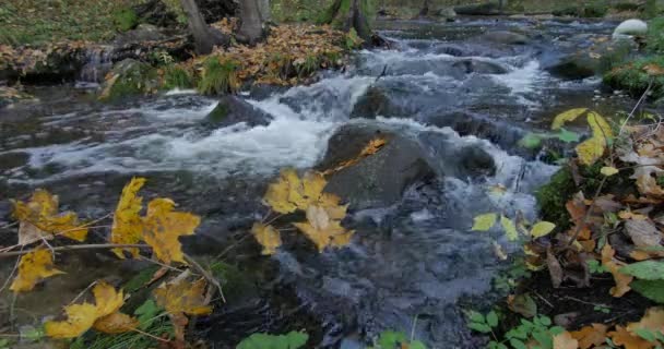 Klart vatten Creek Streaming via hösten skogen med gula blad — Stockvideo