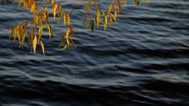 Branche d'arbre avec feuilles d'automne colorées sur l'eau calme du lac . — Video