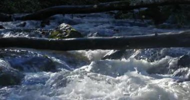 Nehir rüzgarlar düşmüş bir orman ağaçları altında