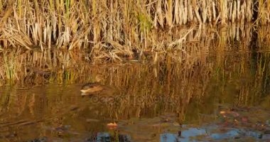 Ördek gölet üzerinde çiftleşme