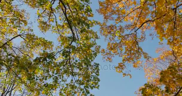 Cálido sol de otoño que brilla a través de coloridas copas de árboles de follaje en un hermoso día soleado . — Vídeo de stock