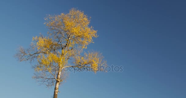 Autumn, the peak of one tree in the blue sky — Stock Video