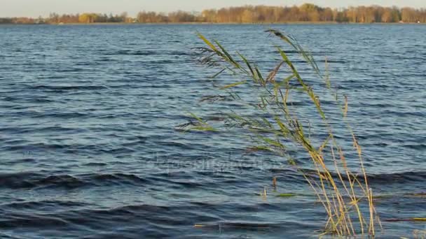 Uzun otların bir göl kıyısı, rüzgarda dans — Stok video