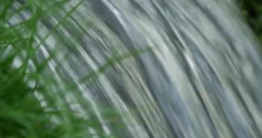 Bahar çimen ham yeşil akan görüntüsünü kapatmak.