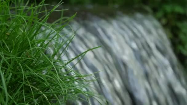 Przepływające plusk wody na wodospad z zielonej trawie zwolnionym tempie i z bliska makro. — Wideo stockowe