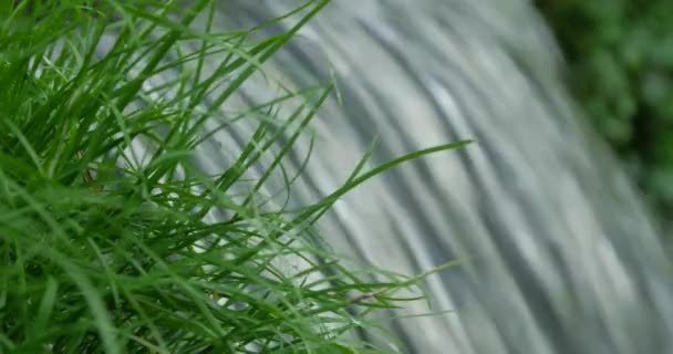 Primer plano de la primavera que fluye a través de verde crudo de hierba . — Vídeo de stock