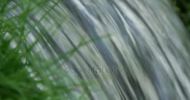 在草地上的生绿中, 近距离拍摄泉水. — 图库视频影像