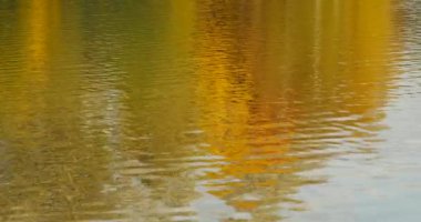 Suya yansıyan sonbahar gün ışığı manzara