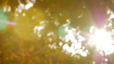 Rüzgarda sallanan sarı sonbahar yaprak.