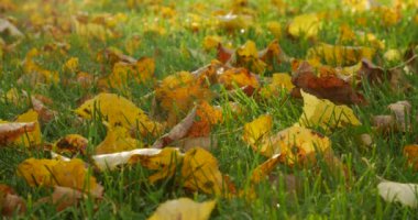 Sonbahar çimleri sonbahar yaprakları.