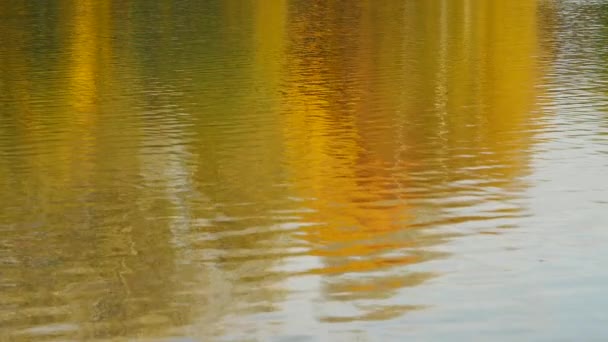 Autumn daylight landscape reflected in water — Stock Video