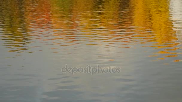 Autunno paesaggio luce diurna riflessa in acqua — Video Stock