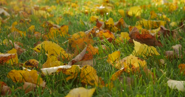 Autumn leaves on autumn grass. — Stock Video
