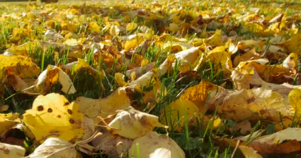 Herbstblätter auf herbstlichem Gras. — Stockvideo