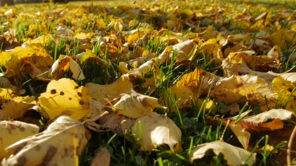 Feuilles d'automne sur herbe d'automne . — Video