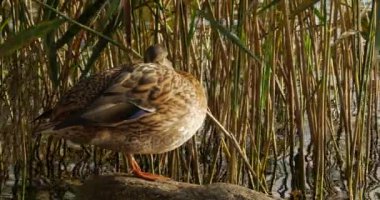 Bir taş üzerinde ördek duran.