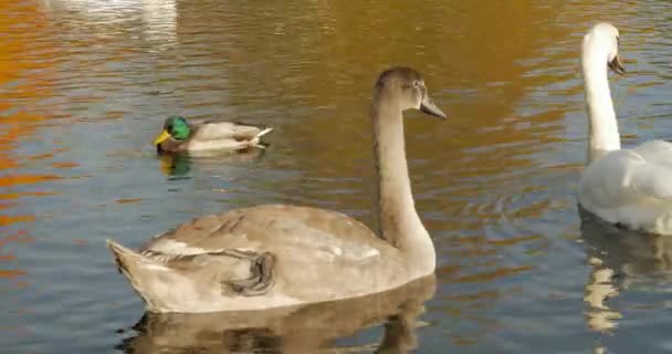 Лебединая семья с молодыми лебедями на озере — стоковое видео