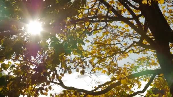 Le soleil brille à travers les feuilles d'érable d'automne .