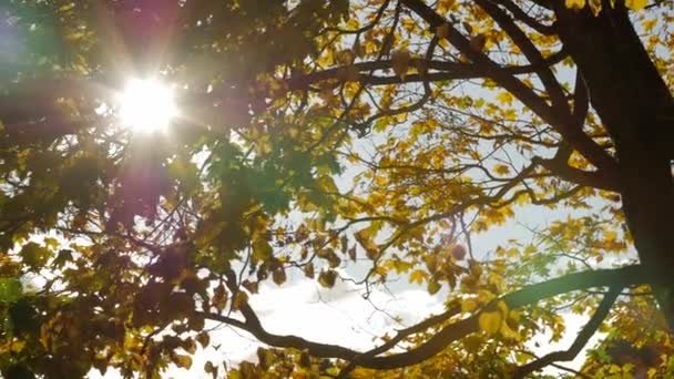 Słońce świeci przez jesienią liści klonu. — Wideo stockowe