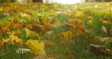 Sonbahar çimleri sonbahar yaprakları.