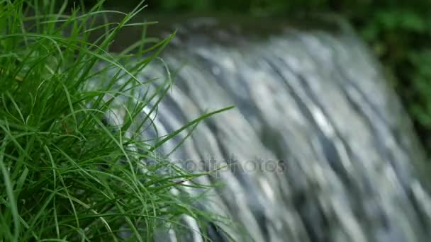 Salpicadura de agua que fluye en cascada con hierba verde cámara lenta y primer plano macro . — Vídeos de Stock