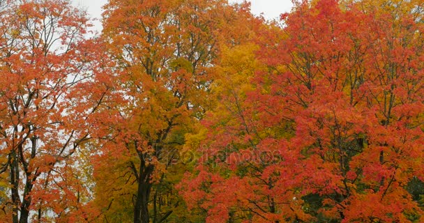Chute des feuilles dans le parc de la ville d'automne . — Video