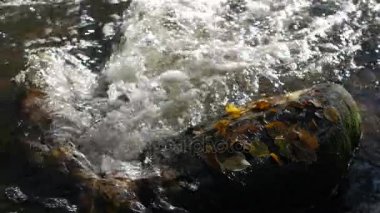 Çevresinde yakın çekim shot su akışı bir dağ dere ile sarı ve kahverengi sonbahar yaprakları.