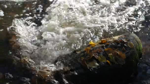 Close-up tiro de córregos de água em um riacho de montanha com folhas de outono amarelas e marrons ao redor . — Vídeo de Stock