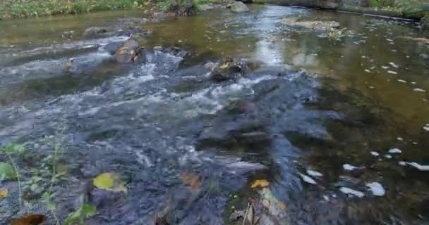 Creek claro da água que flui através da floresta do outono com folhas amarelas — Vídeo de Stock