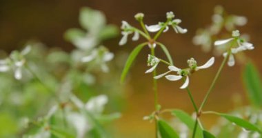 Küçük çiçekler yakın çekim