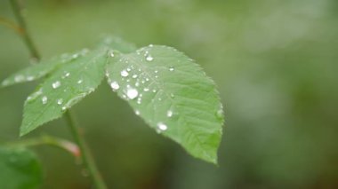 Yakın çekim yeşil gül yaprağı üzerinde çiy.