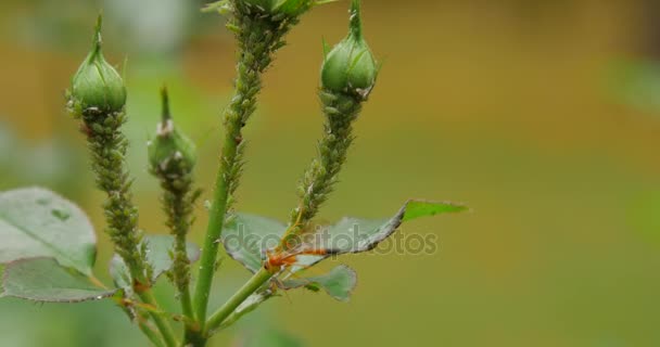 Groene bladluis insecten zuigen sap op rose bud — Stockvideo