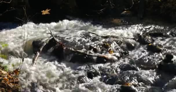Close-up shot van water stromen in een berg kreek met gele en bruine herfst bladeren rond. — Stockvideo